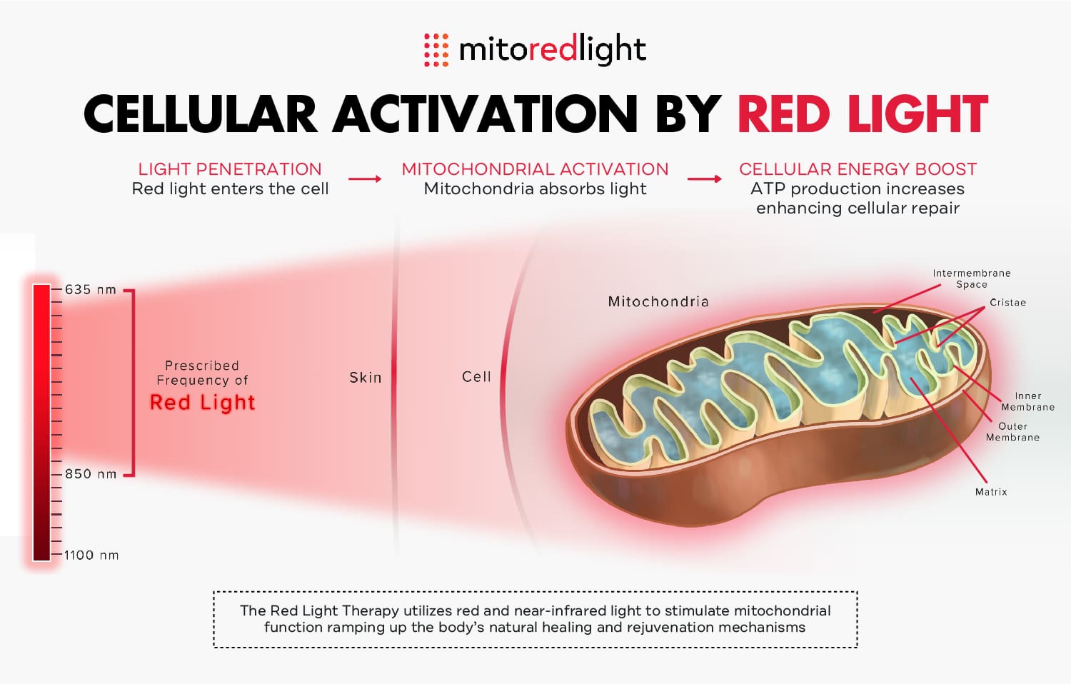 Comparing the benefits of red light therapy beds vs panels to determine which is better for different users